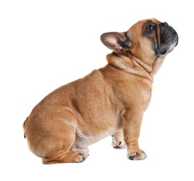 Photo of Cute French bulldog on white background. Funny pet