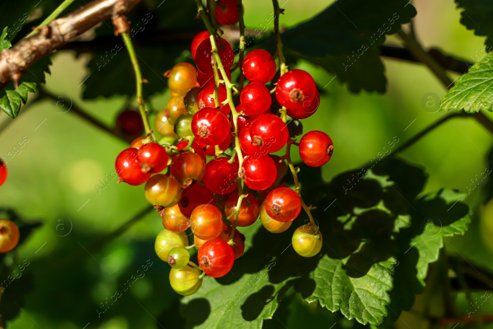 Photo of Closeup view of red currant bush with ripening berries outdoors on sunny day