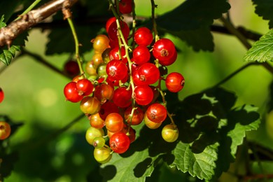 Photo of Closeup view of red currant bush with ripening berries outdoors on sunny day