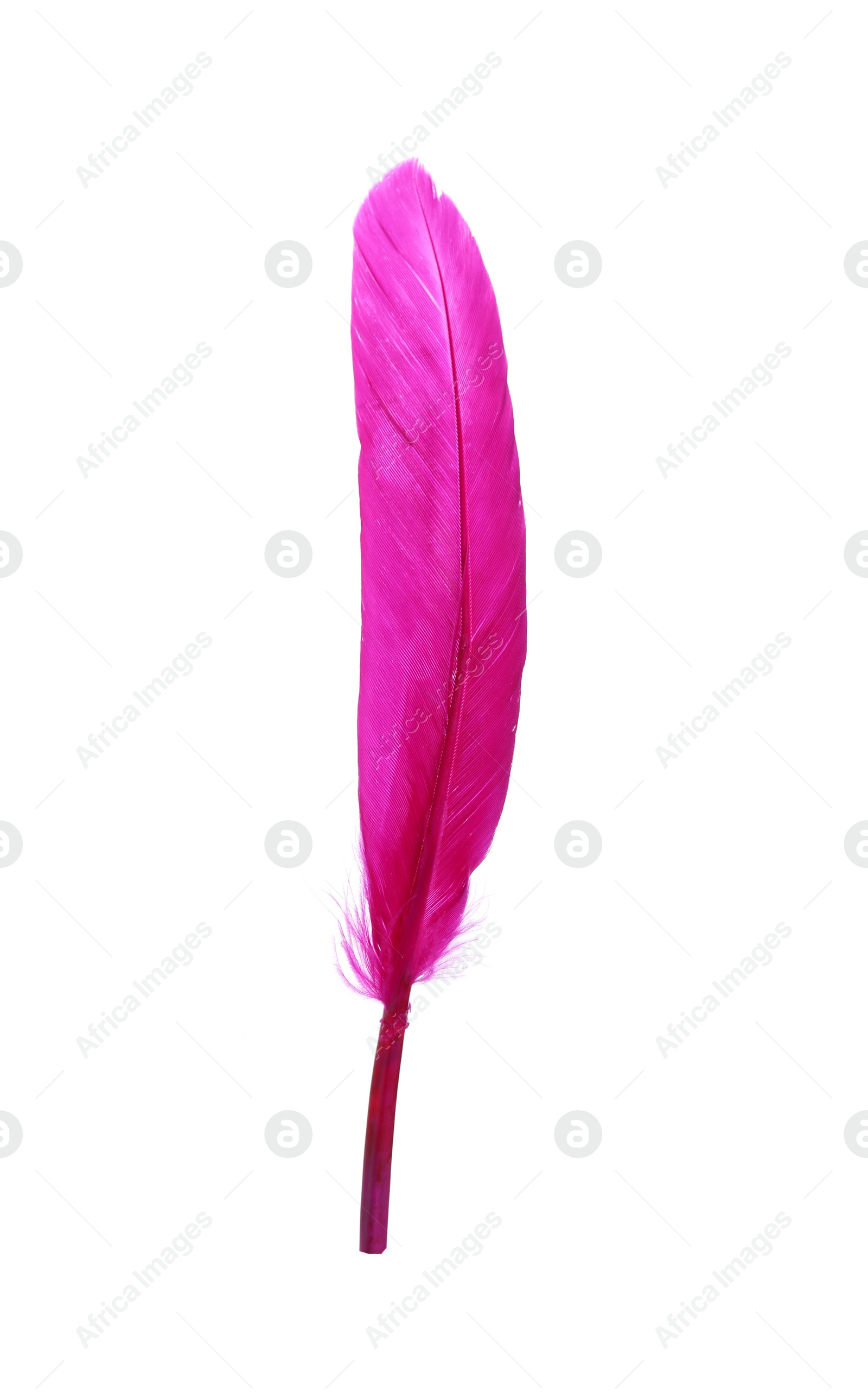 Photo of Fluffy beautiful magenta feather isolated on white