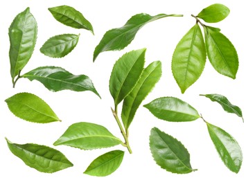 Image of Set with fresh green leaves on white background