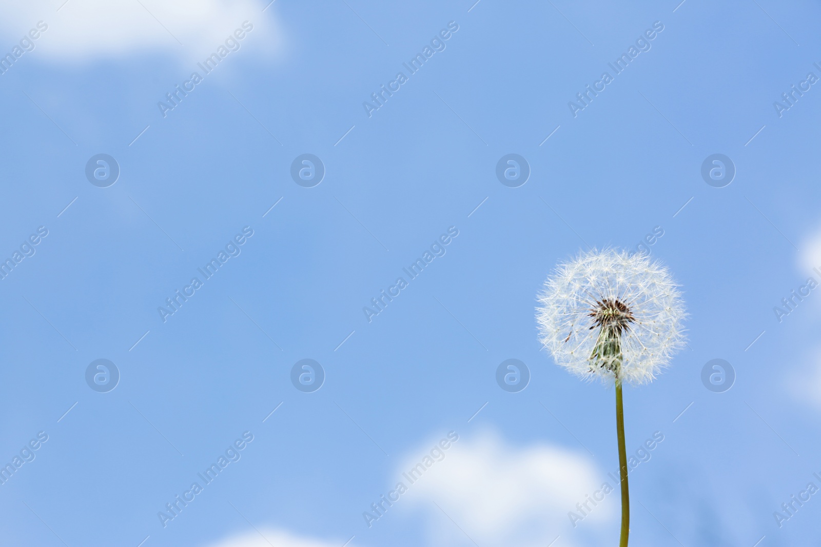 Photo of Closeup view of dandelion against blue sky, space for text. Allergy trigger