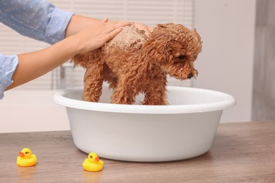 Photo of Woman washing cute Maltipoo dog in basin indoors. Lovely pet