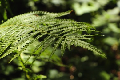 Beautiful green fern leaf on blurred background, closeup view