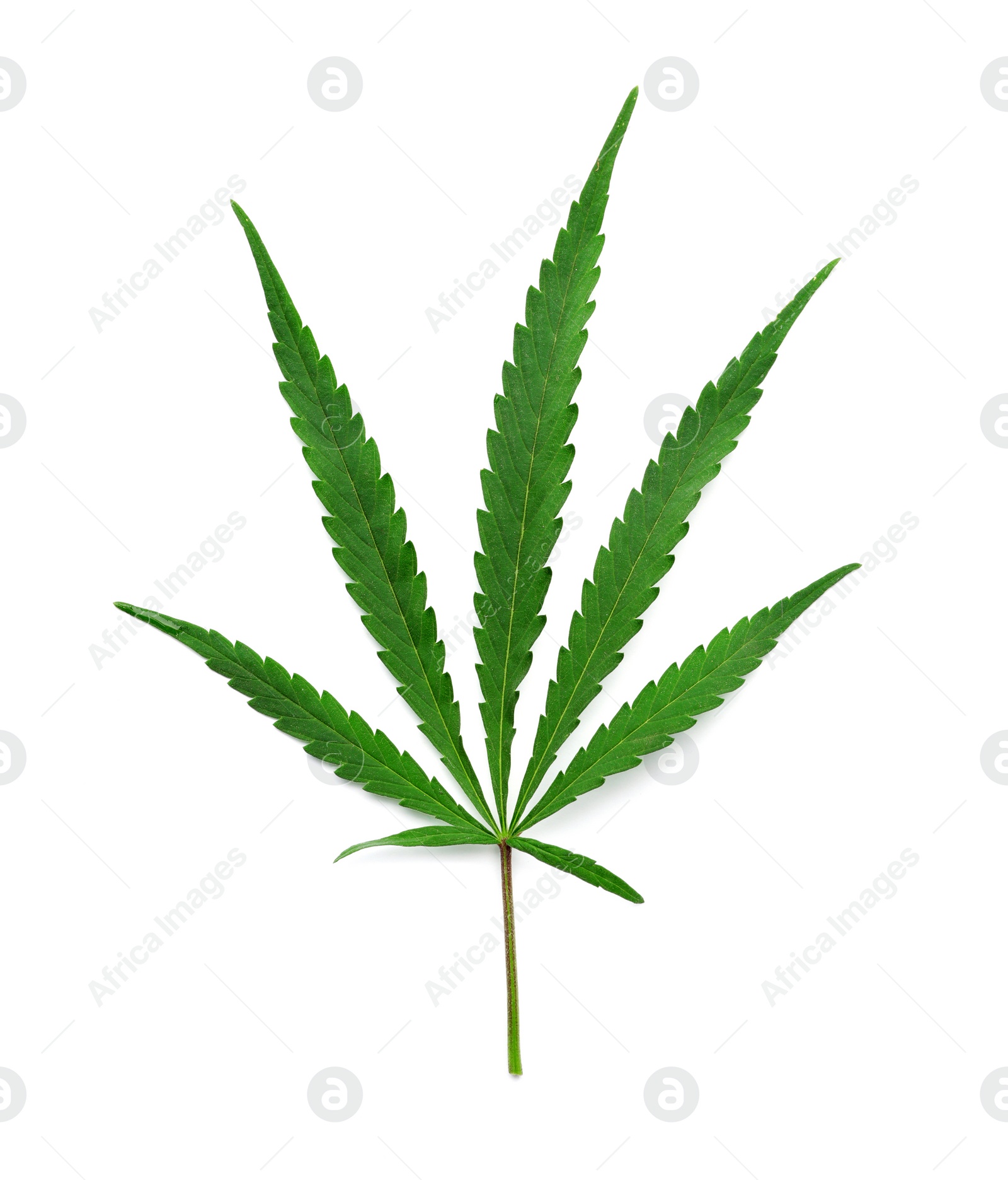 Photo of Leaf of medical hemp on white background, top view