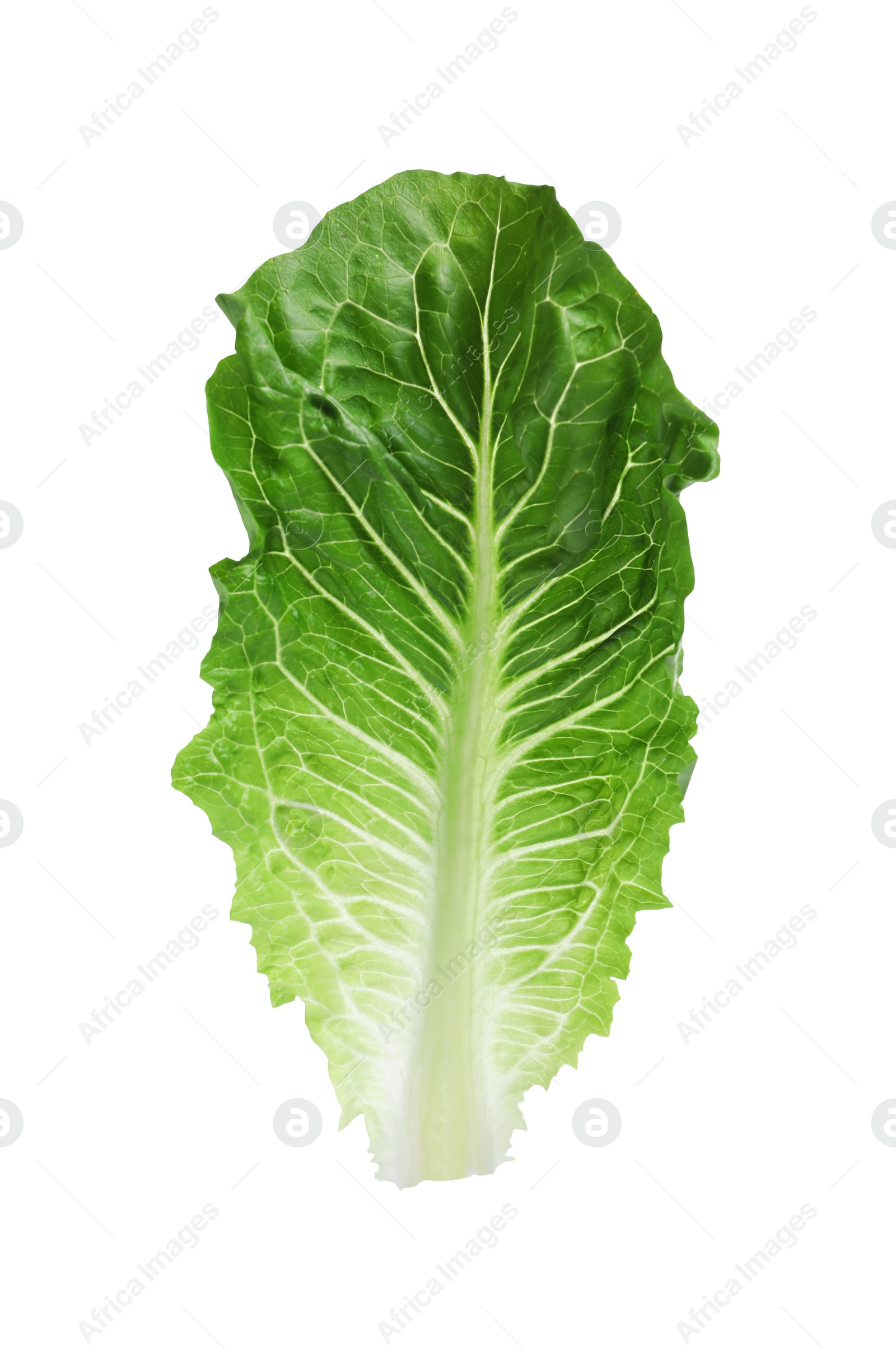 Photo of Fresh leaf of green romaine lettuce isolated on white