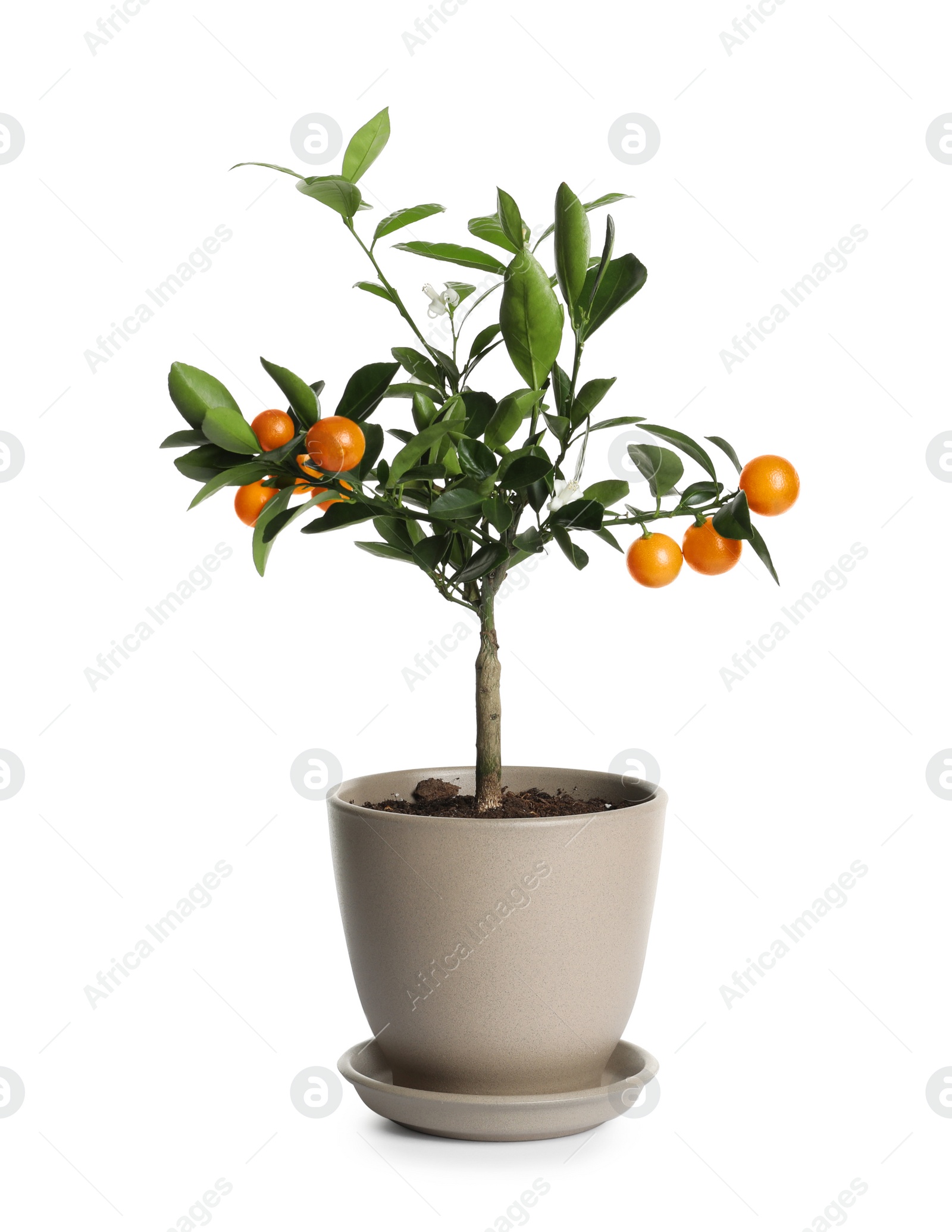 Photo of Citrus tree with fruits in pot isolated on white
