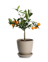 Citrus tree with fruits in pot isolated on white