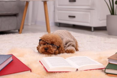 Photo of Cute Maltipoo dog in knitted sweater and glasses near books at home. Lovely pet