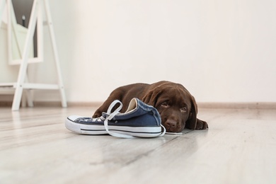 Photo of Chocolate Labrador Retriever puppy playing with sneaker on floor indoors
