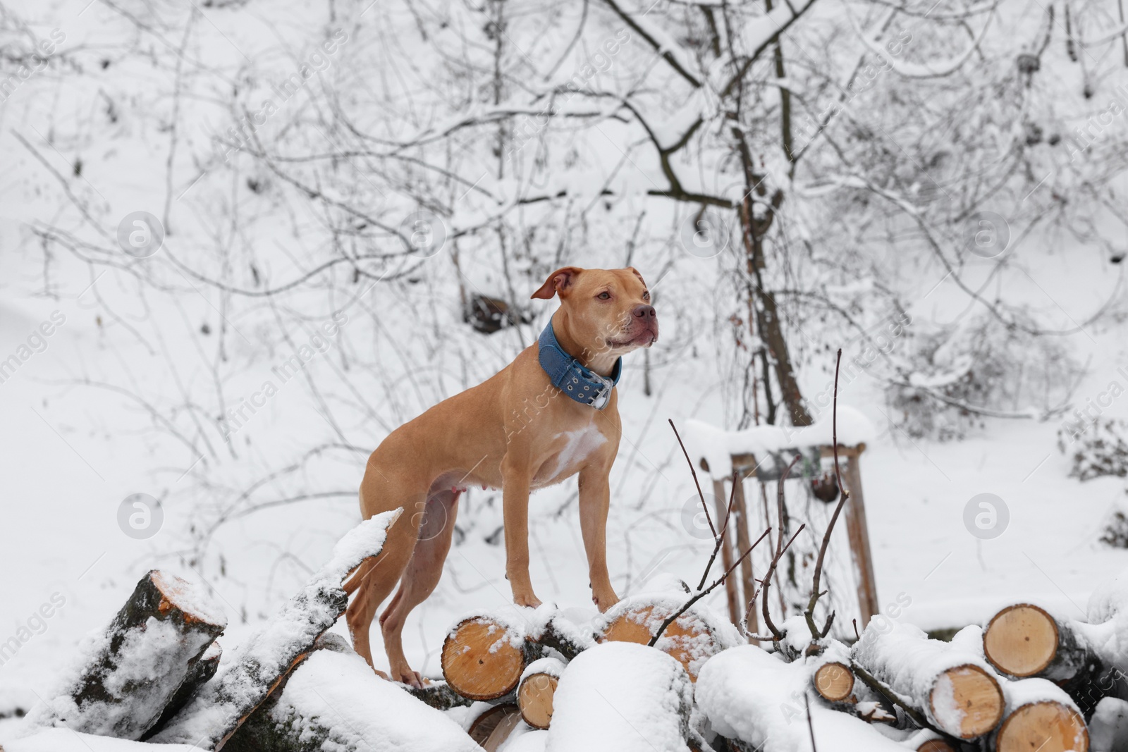 Photo of Cute ginger dog on logs in snowy forest