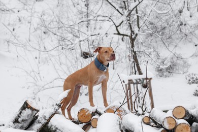 Photo of Cute ginger dog on logs in snowy forest
