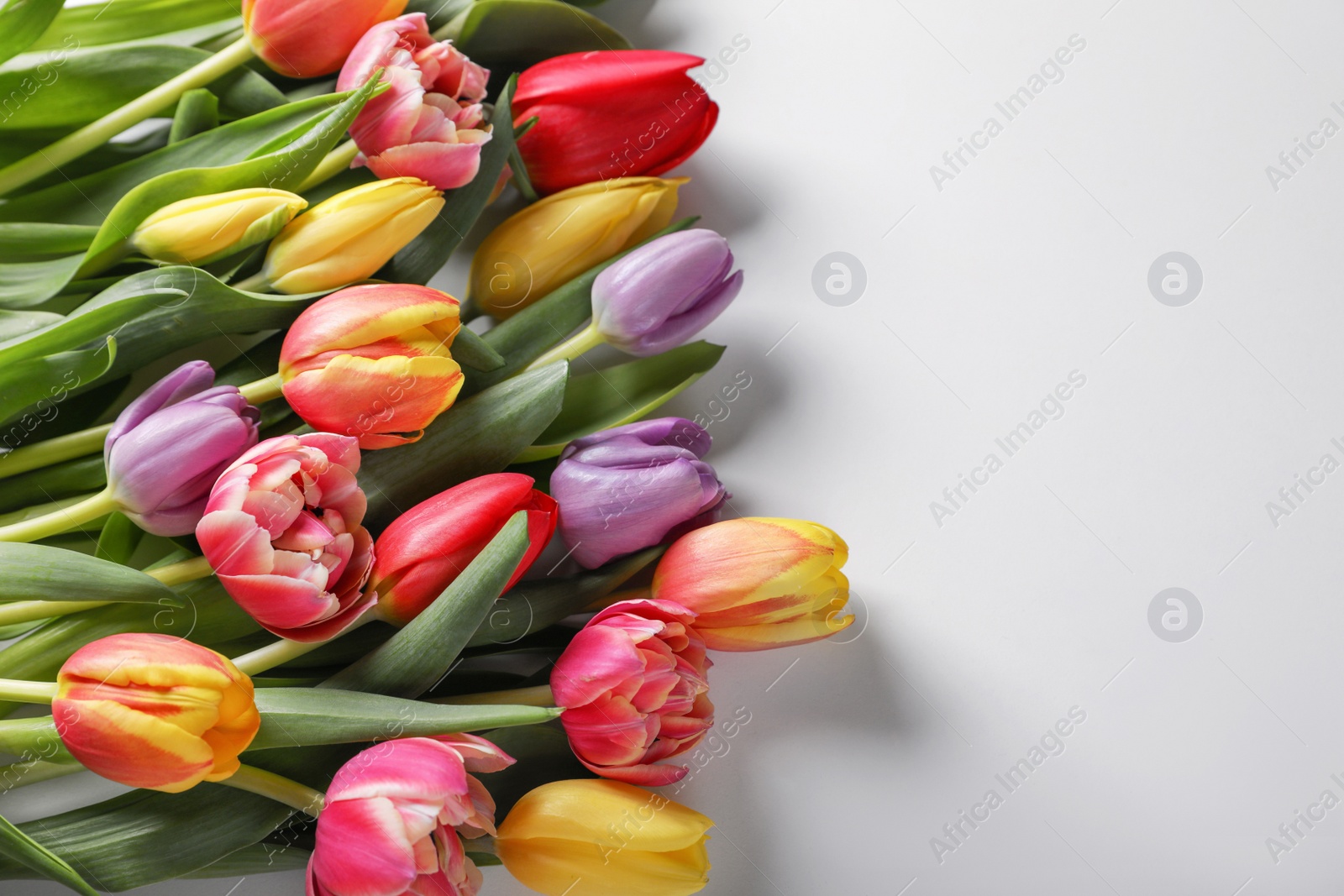 Photo of Beautiful tulips on light grey background, top view. Space for text