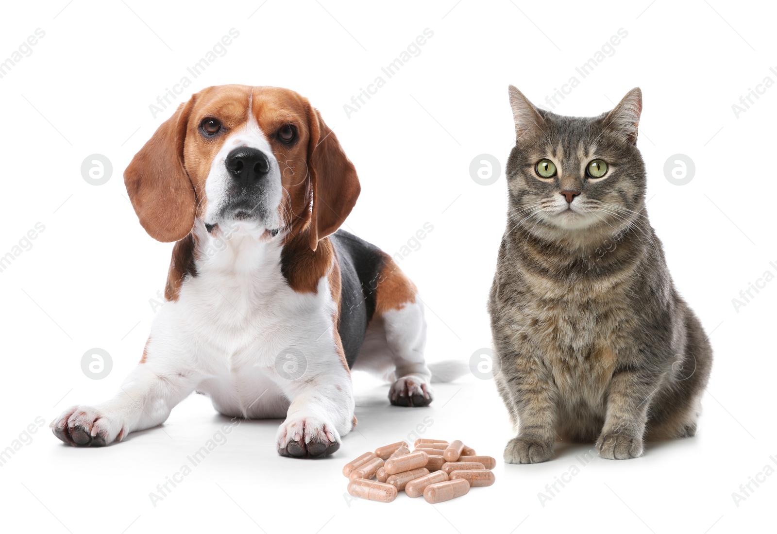 Image of Vitamins for pets. Cute dog with cat and pills on white background