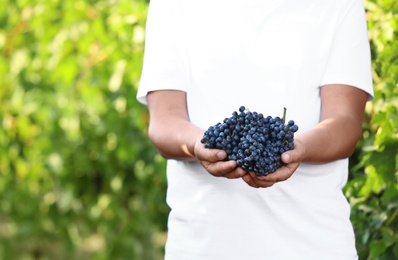 Photo of Man holding bunches of fresh ripe juicy grapes in vineyard, closeup