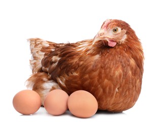 Photo of Chicken with eggs on white background. Domestic animal