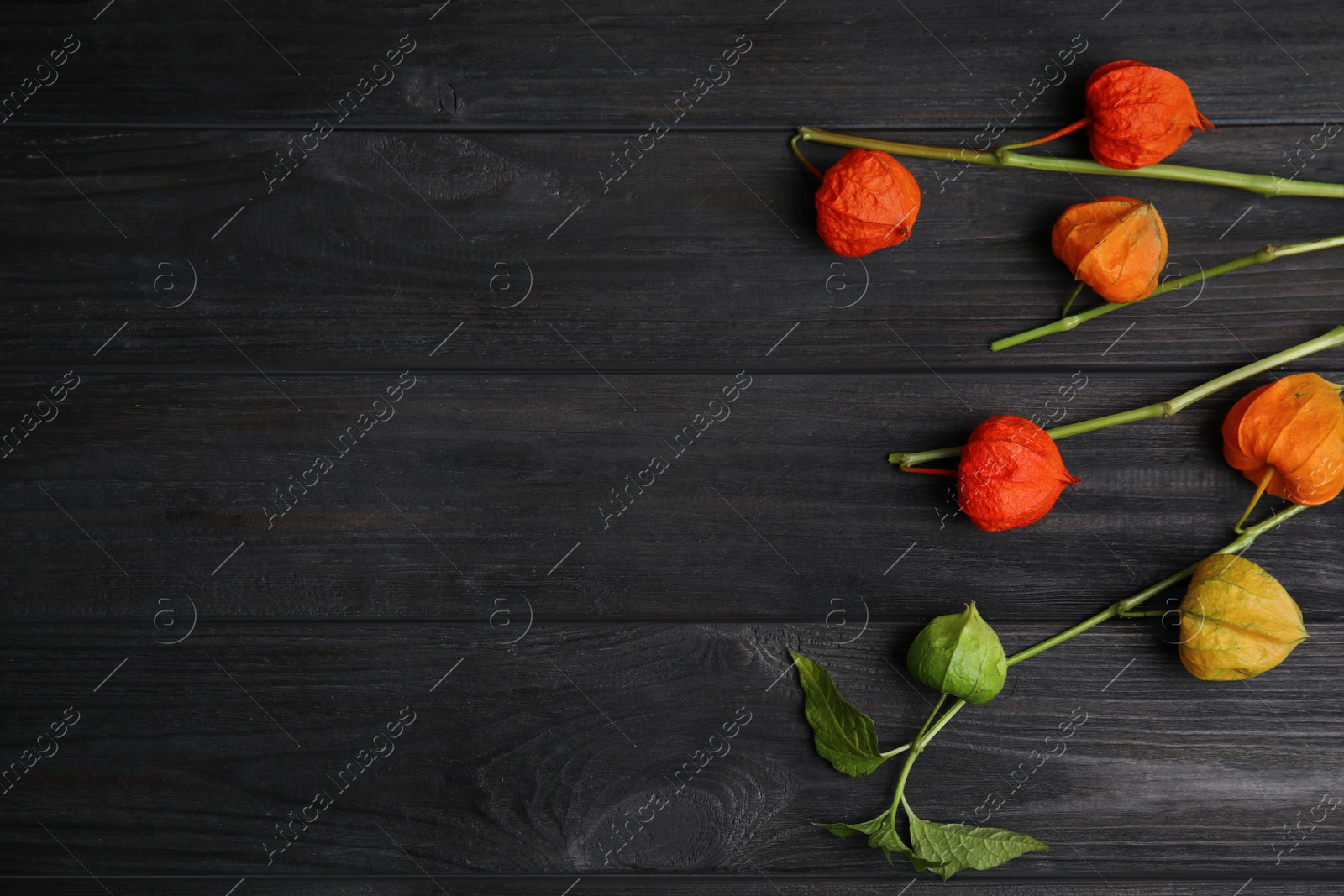Photo of Physalis branches with colorful sepals on black wooden table, flat lay. Space for text