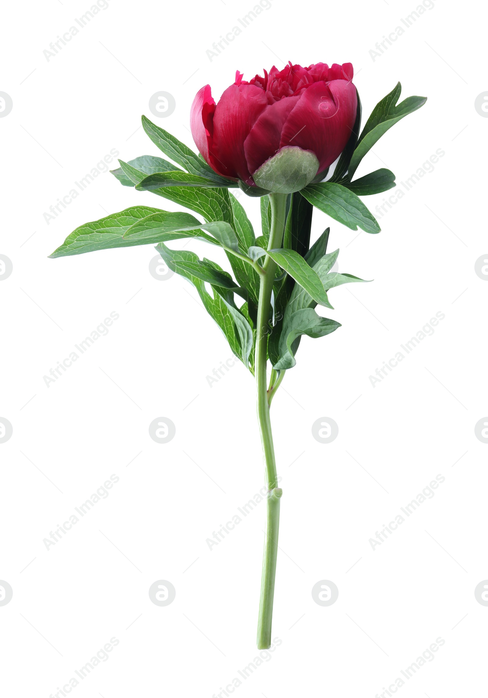 Photo of Beautiful red peony with leaves isolated on white