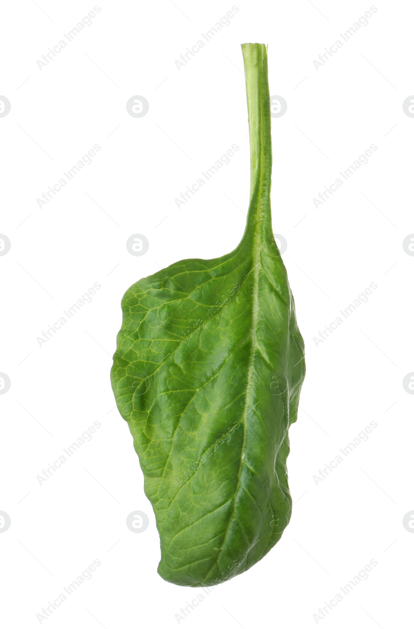 Photo of Fresh leaf of spinach isolated on white