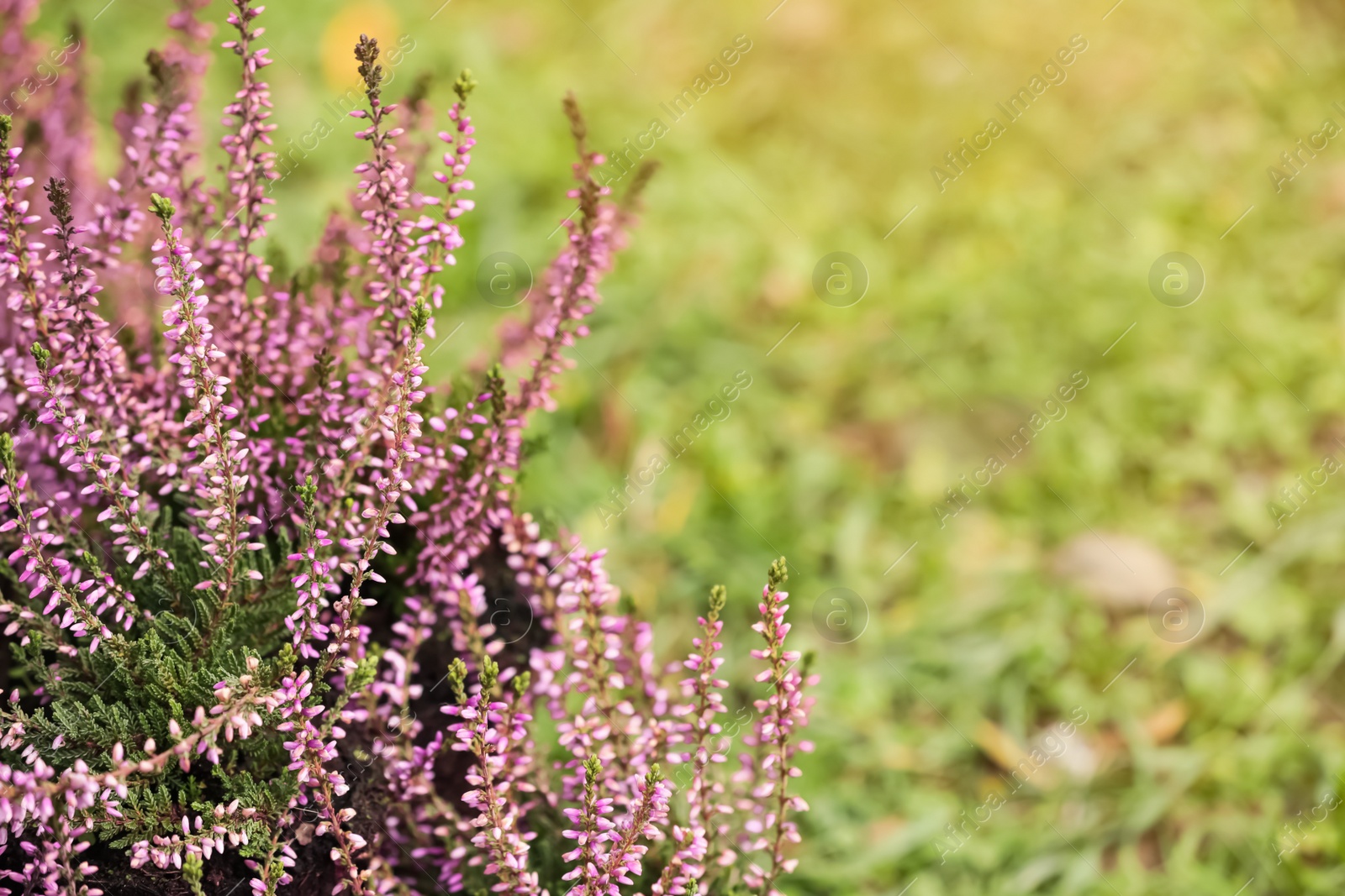 Photo of Heather shrub with beautiful flowers outdoors. Space for text