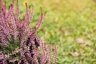 Photo of Heather shrub with beautiful flowers outdoors. Space for text