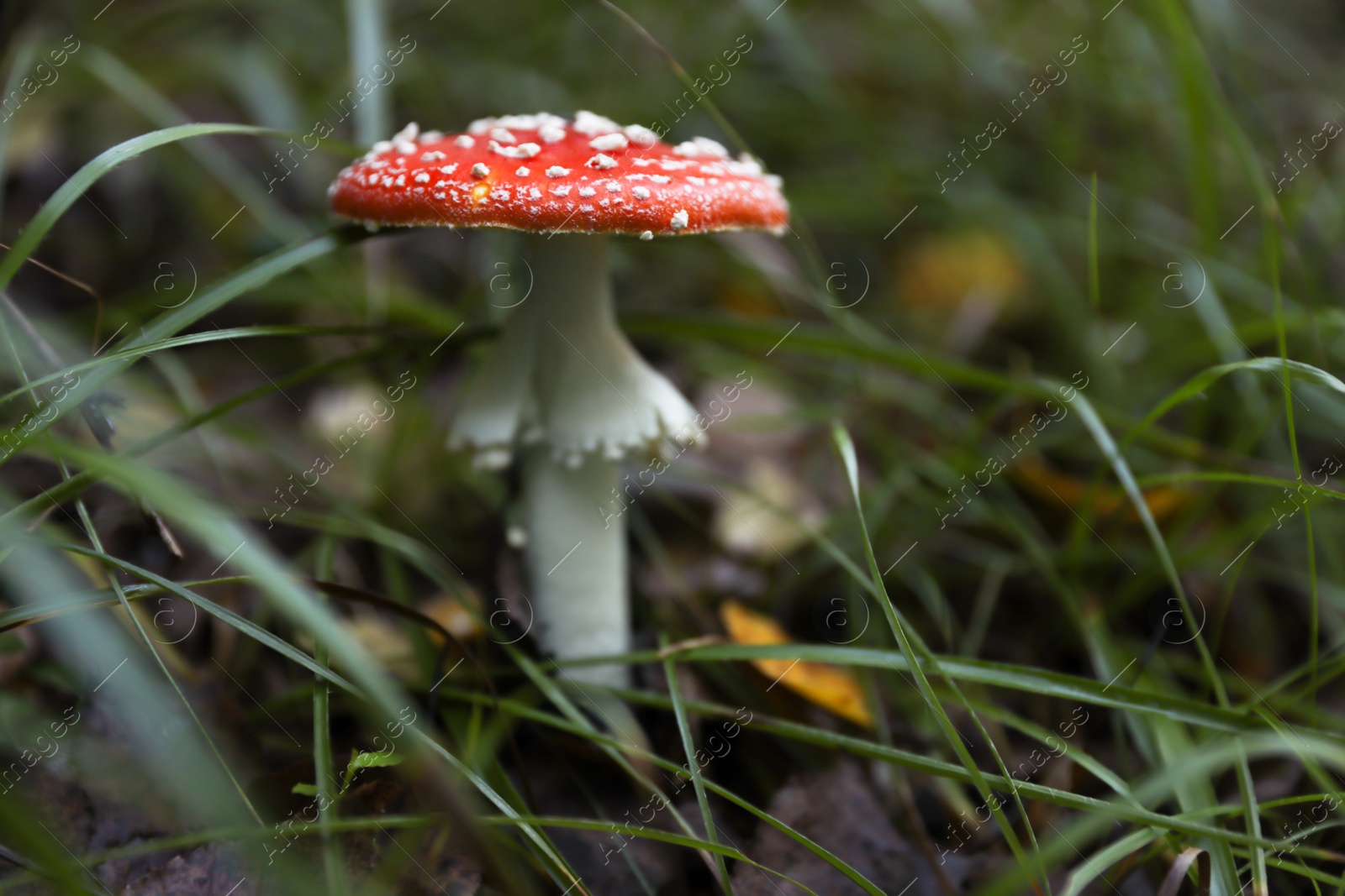 Photo of Fresh wild mushroom growing in forest, closeup. Space for text