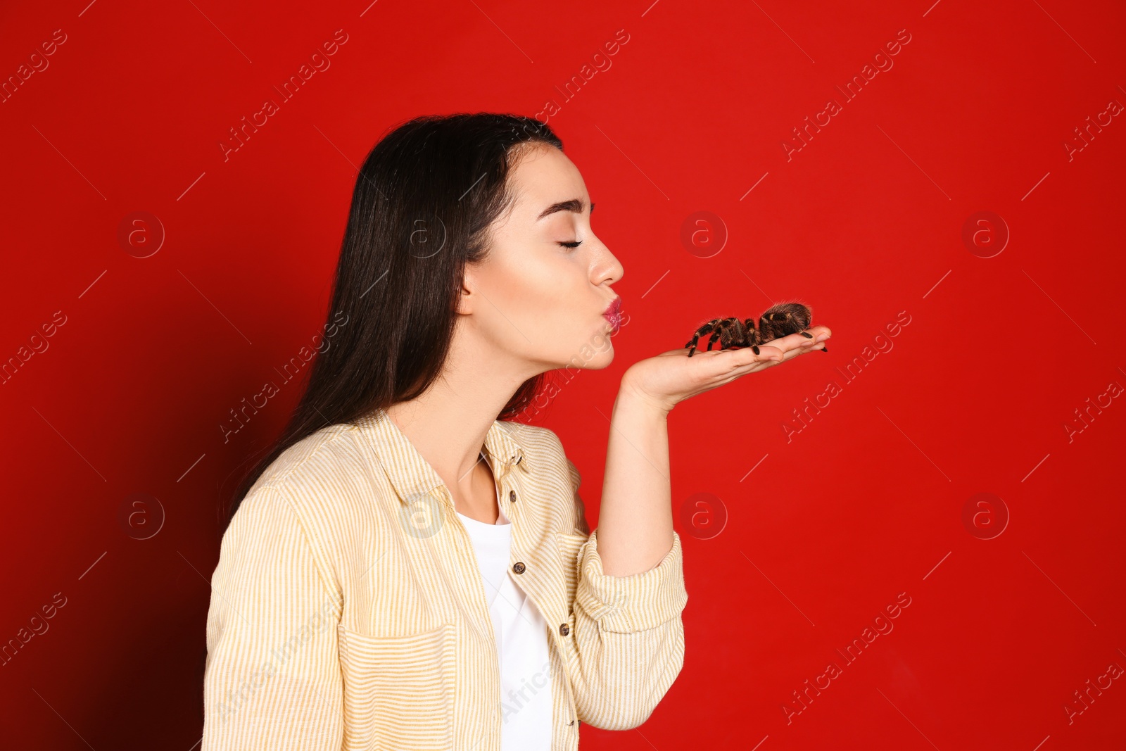 Photo of Woman holding striped knee tarantula on red background. Exotic pet