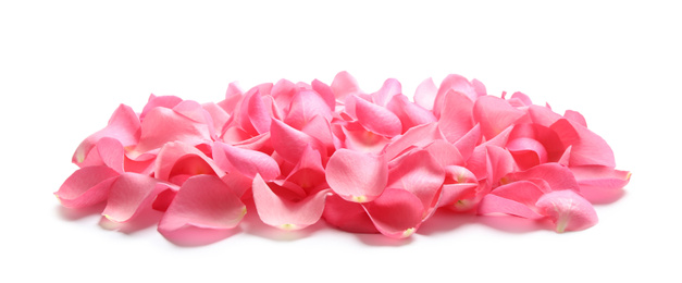 Pile of fresh pink rose petals on white background