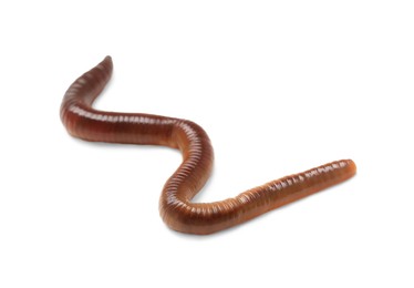 Photo of One earthworm isolated on white. Terrestrial invertebrates