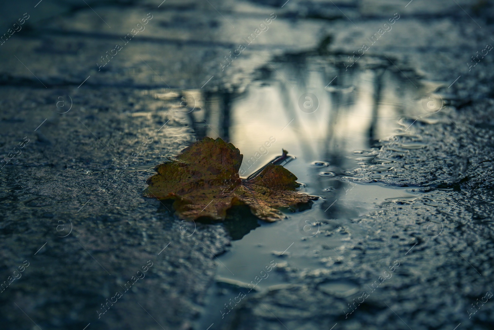 Photo of View of puddle with fallen leaf outdoors, closeup. Rainy autumn weather