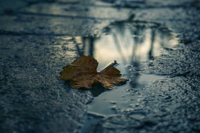 Photo of View of puddle with fallen leaf outdoors, closeup. Rainy autumn weather