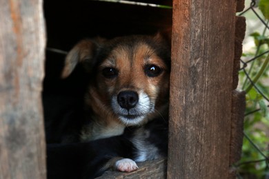 Cute dog in wooden kennel outdoors, closeup