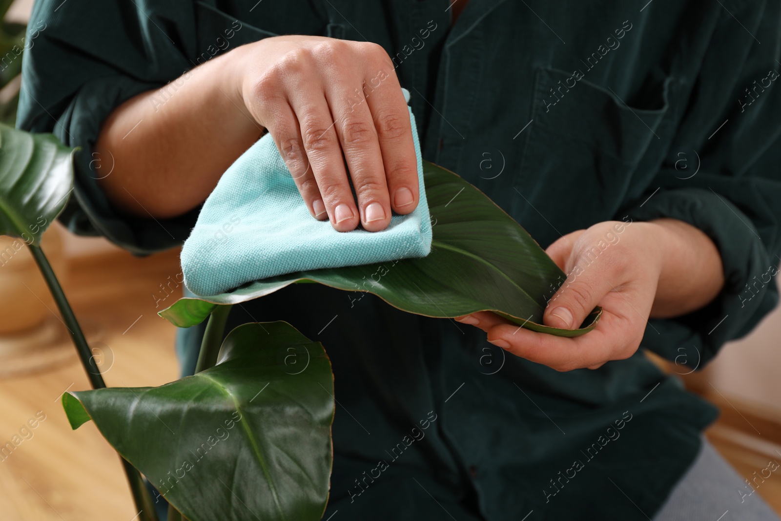 Photo of Woman wiping houseplant's leaves with cloth indoors, closeup