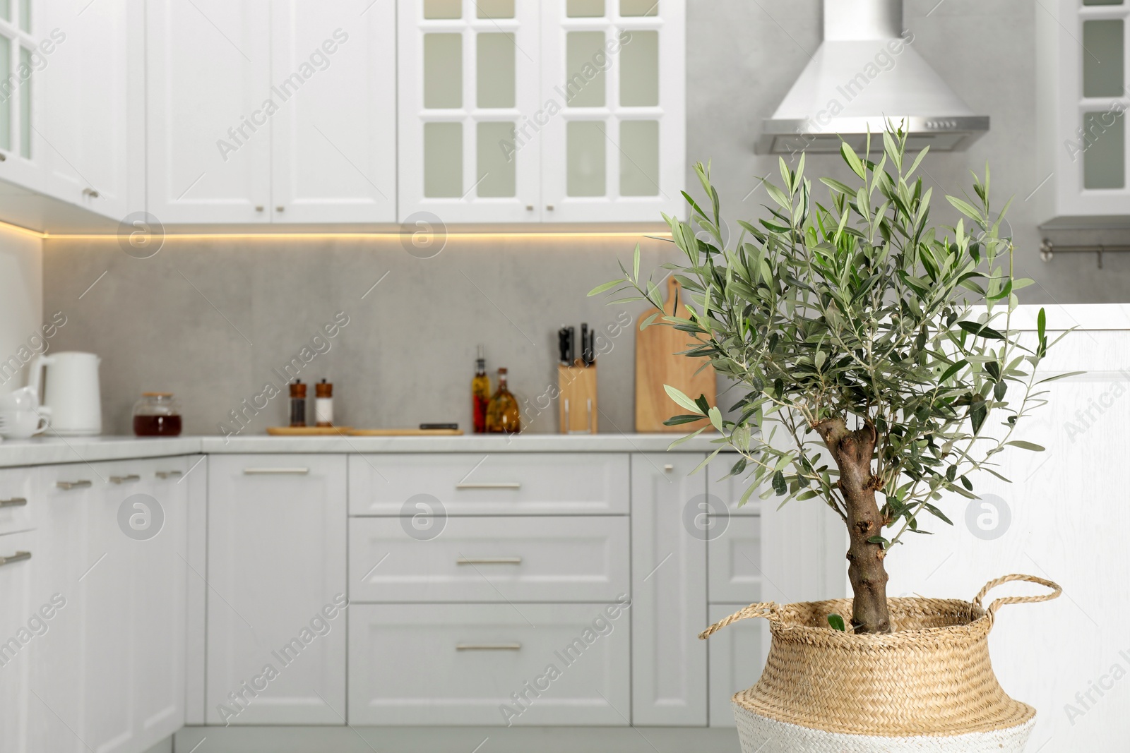 Photo of Beautiful potted olive tree in stylish kitchen