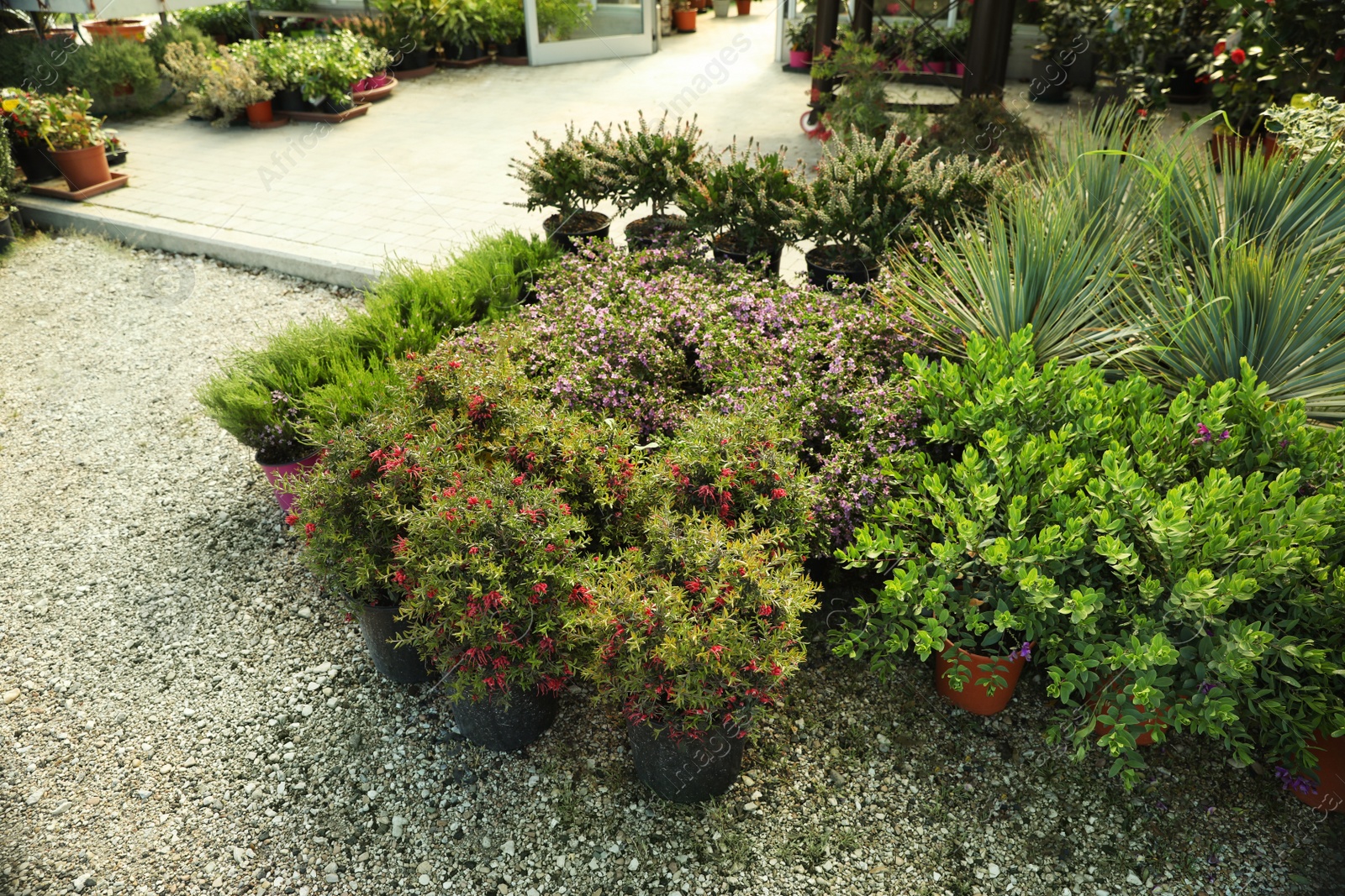 Photo of Many different potted plants near garden center