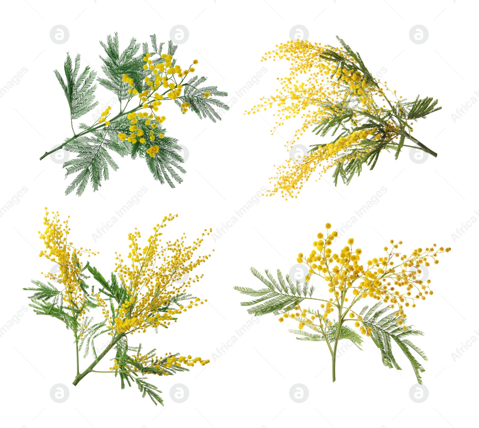 Image of Set with bright yellow mimosa flowers on white background