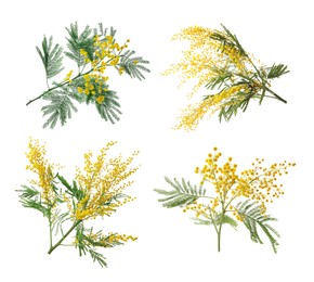 Image of Set with bright yellow mimosa flowers on white background