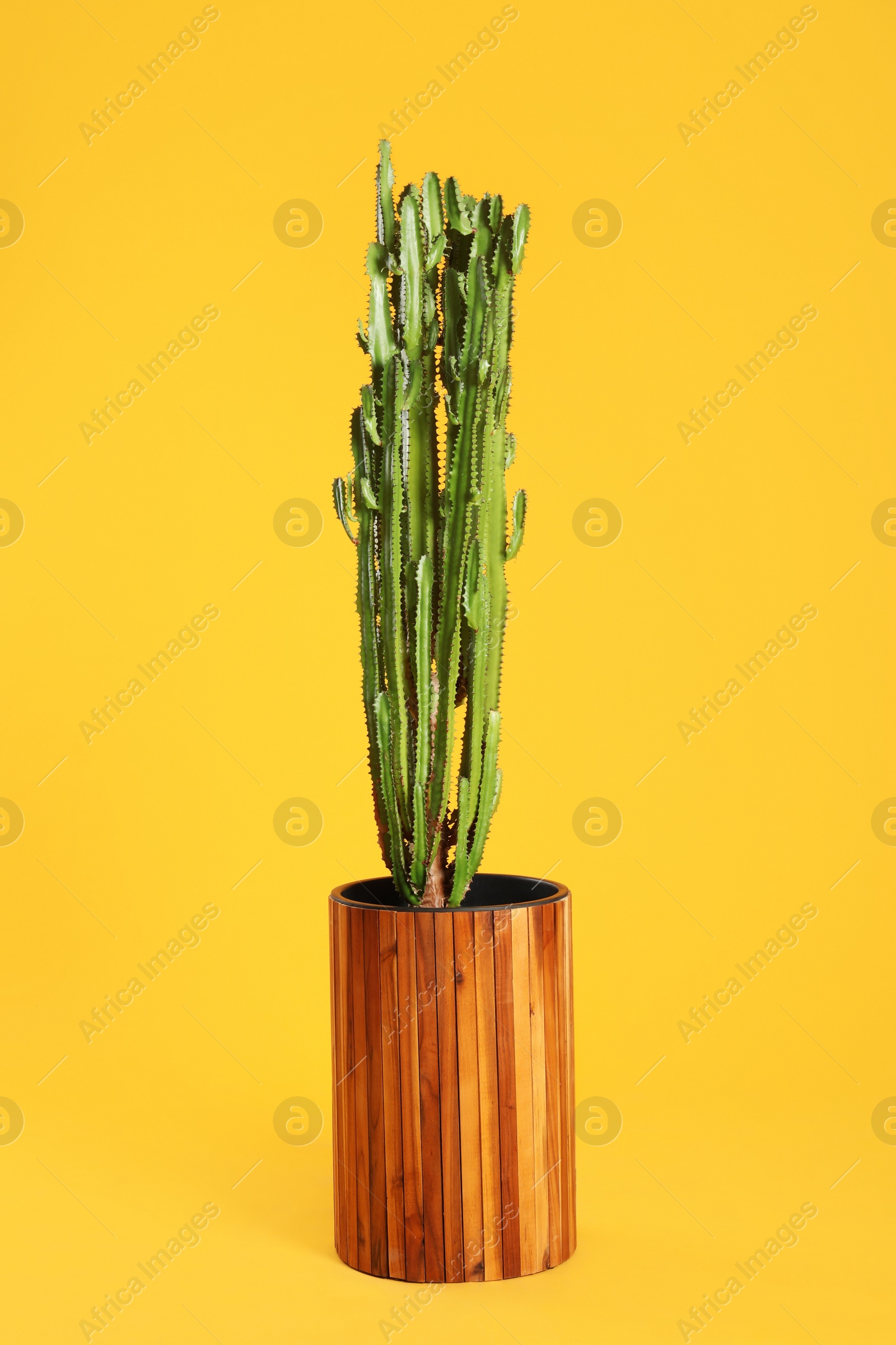 Photo of Beautiful cactus on yellow background. Tropical plant