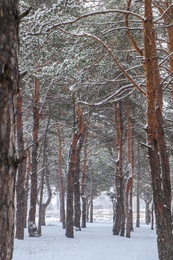 Photo of Picturesque view of beautiful forest covered with snow