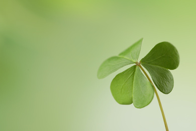 Clover leaf on blurred background, space for text. St. Patrick's Day symbol
