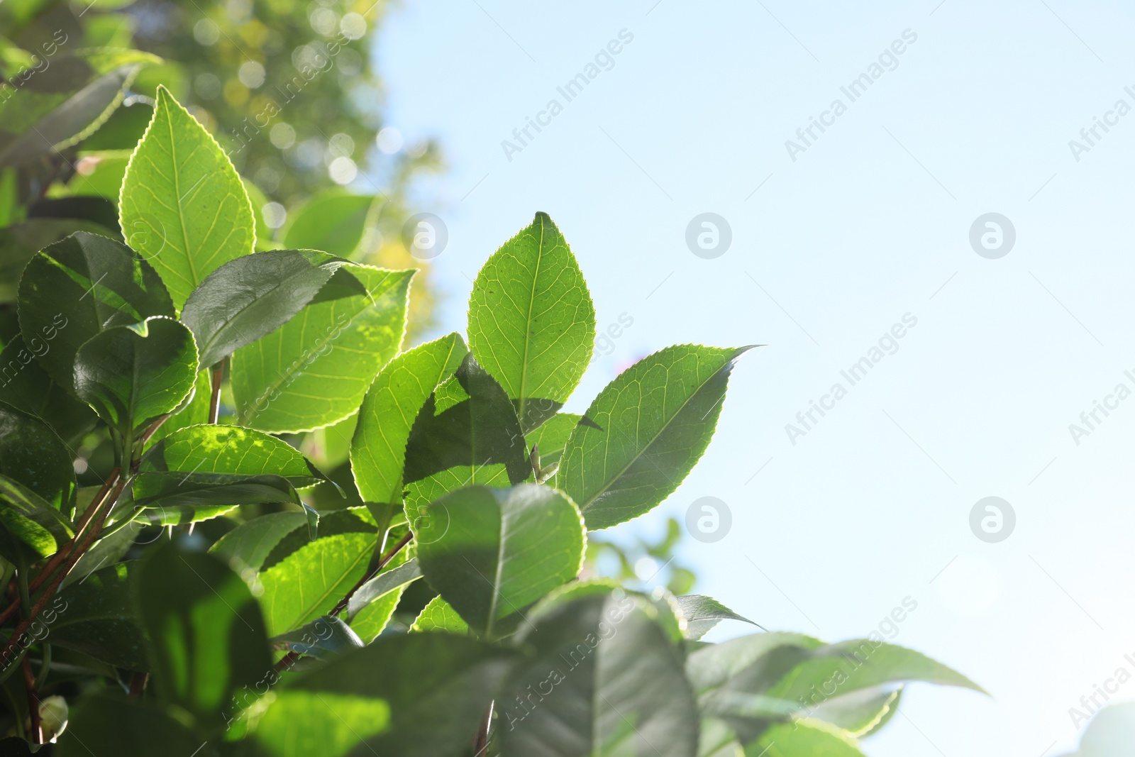 Photo of Beautiful green bush growing outdoors on sunny day, closeup. Space for text