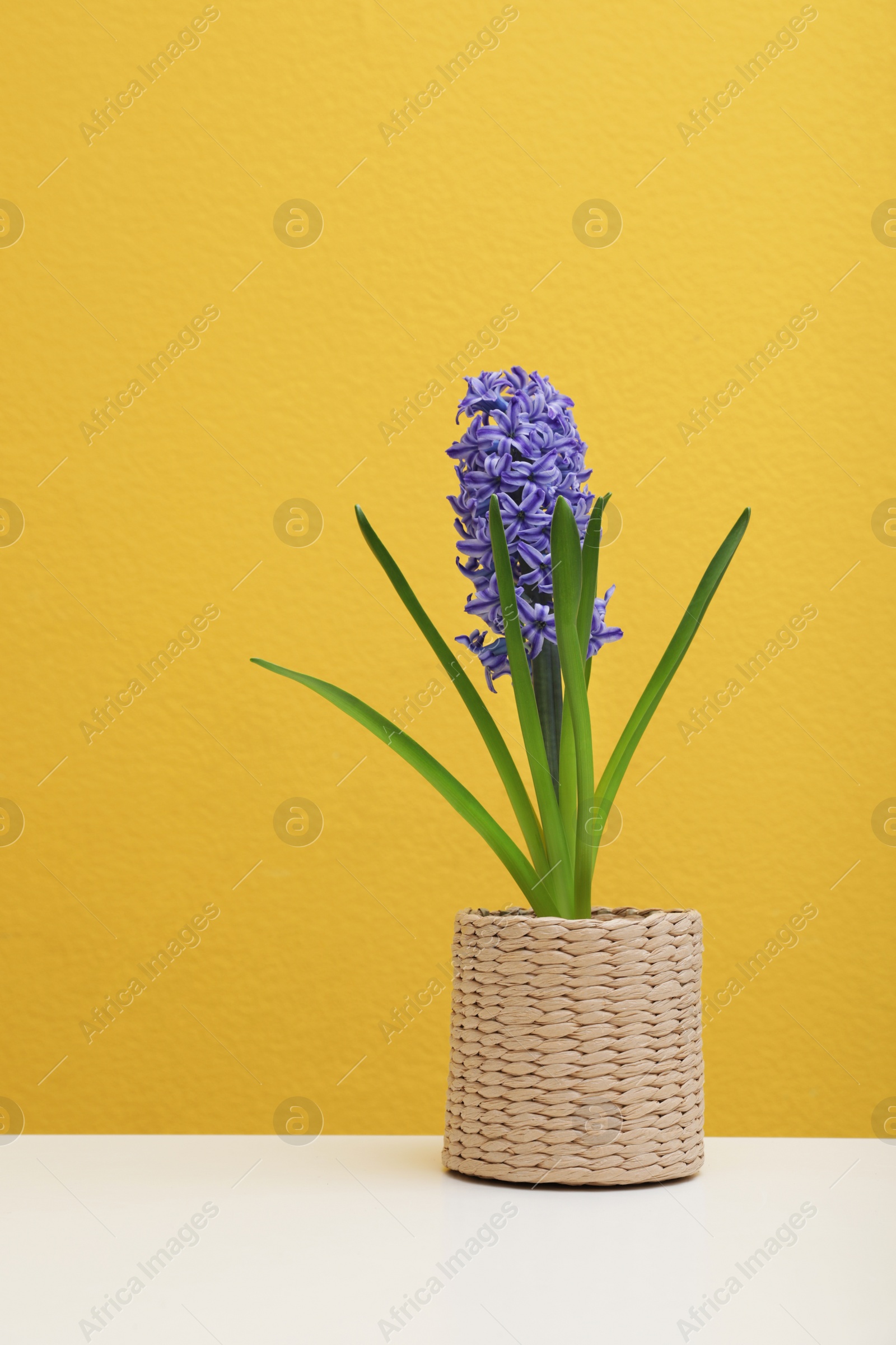 Photo of Beautiful hyacinth in wicker pot on table against color background. Spring flower