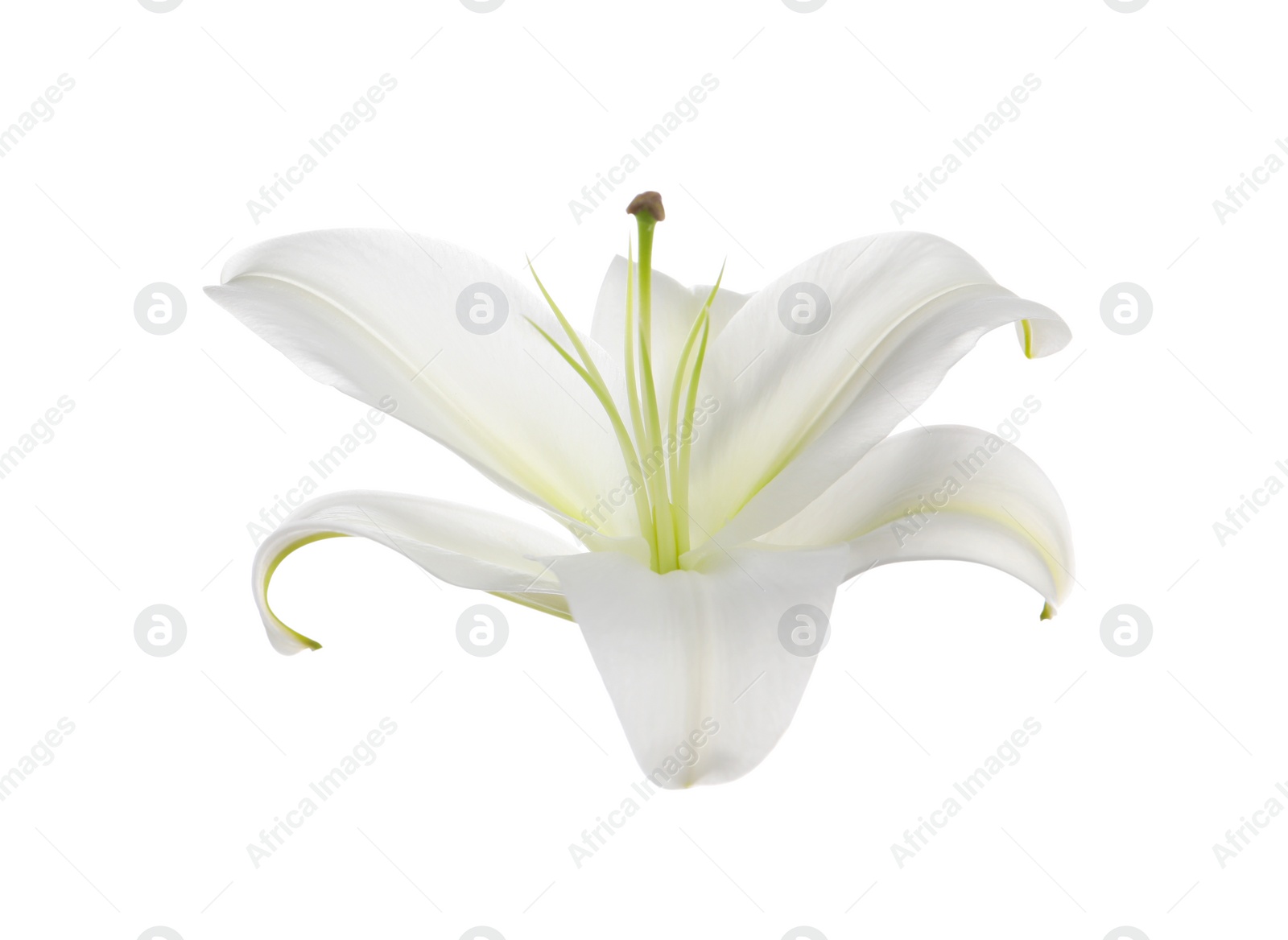 Photo of Beautiful fresh lily flower isolated on white