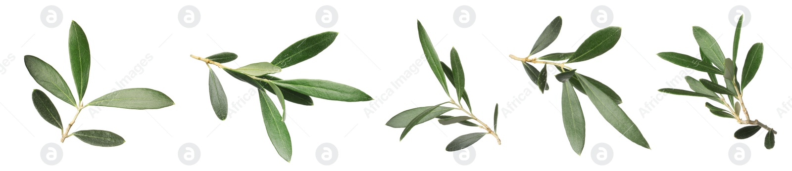 Image of Set with fresh green olive leaves on white background. Banner design