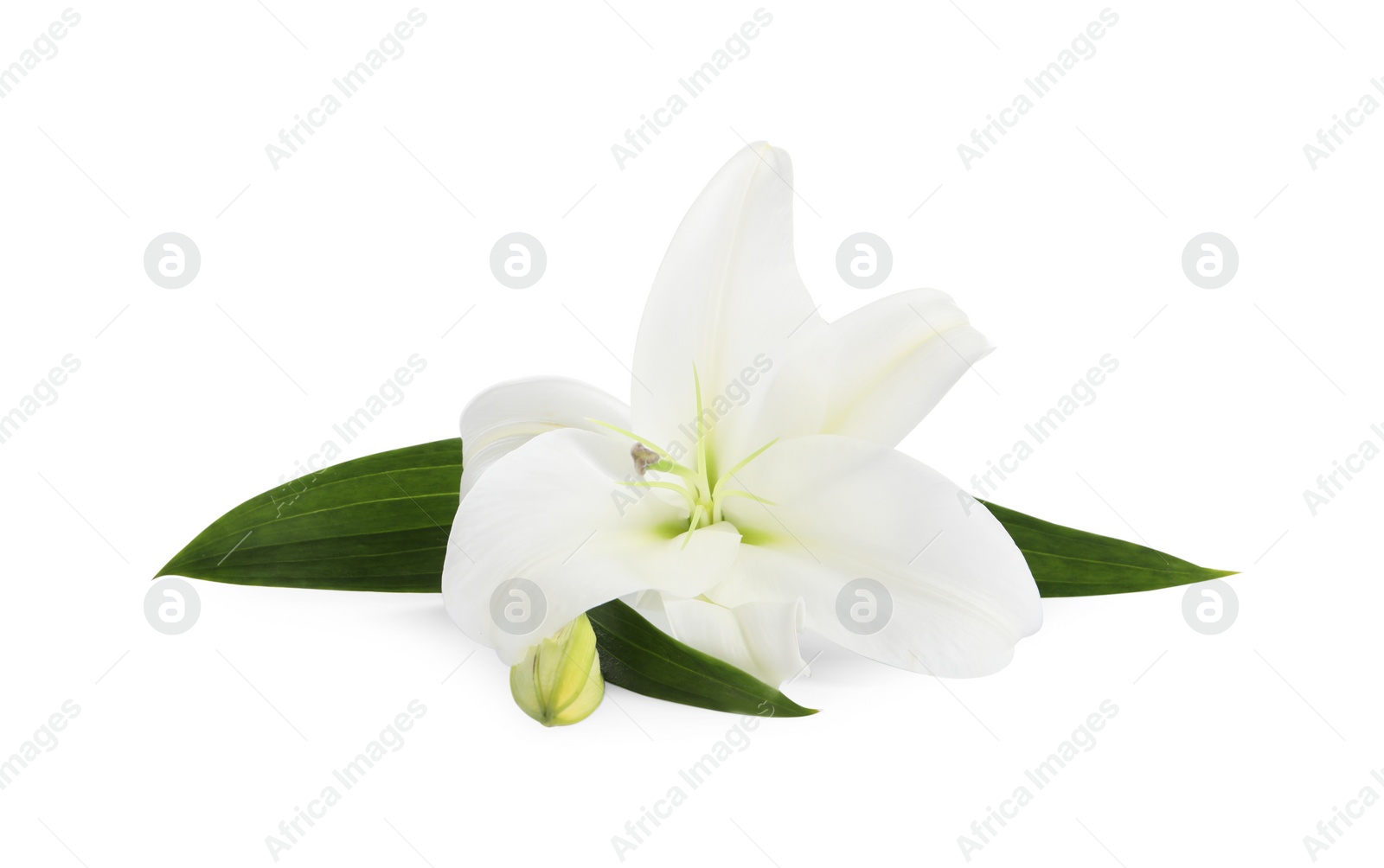 Photo of Beautiful fresh lily flower isolated on white