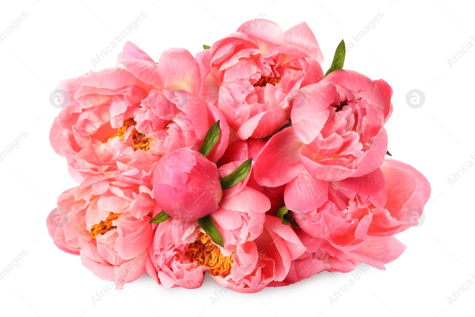 Photo of Beautiful pink peony bouquet isolated on white