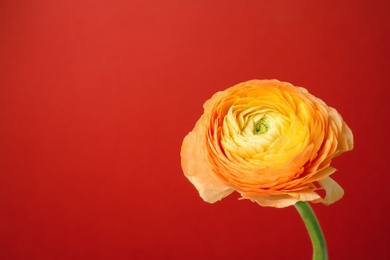 Photo of Beautiful ranunculus flower on color background