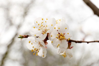Photo of Branch of beautiful blossoming apricot tree outdoors, closeup. Spring season