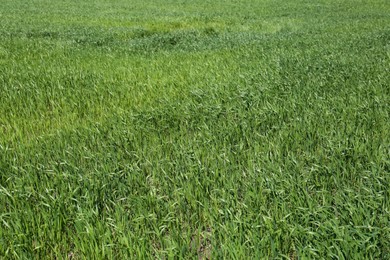 Photo of Beautiful agricultural field with ripening cereal crop