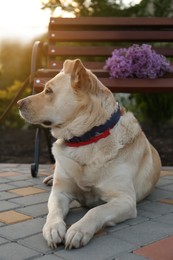 Photo of Cute dog near bench with lilac in park